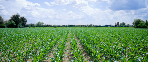 Higher yields - lower costs with Agri-Services Corp. Biosolid Fertilizers